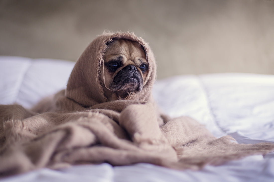 Bed Yoga 101: Stay in Bed Longer? Yes, Please!